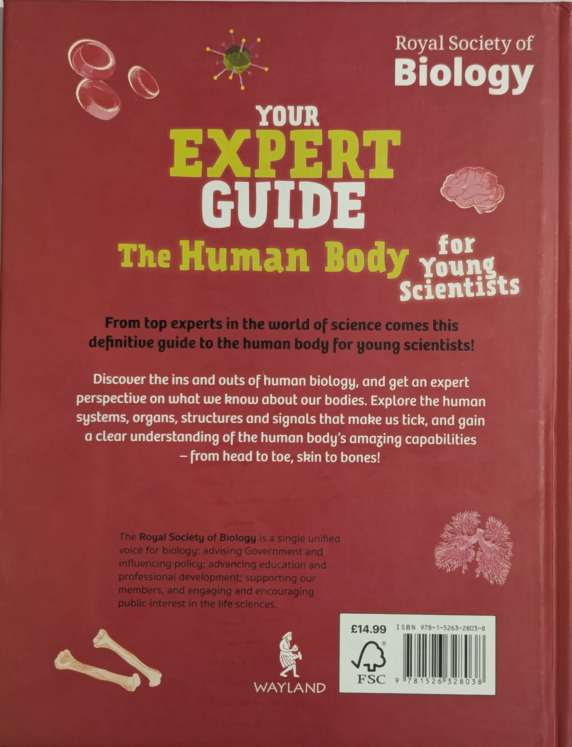 Your Expert Guide: The Human Body for Young Scientists - Image 2
